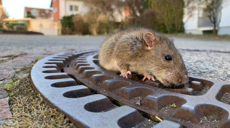 Γερμανία: Πυροσβέστες έσωσαν έναν… χοντρουλή αρουραίο από φρεάτιο (vid)