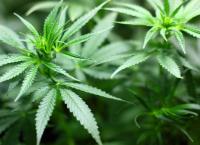 Χρήση κάνναβης: Οι έφηβοι χρήστες έχουν περισσότερες πιθανότητες για κατάθλιψη ως ενήλικες