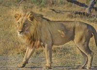 Βόρεια Καρολίνα λιοντάρι: Επιτέθηκε και κατασπάραξε νεαρή εκπαιδευόμενη (vid)