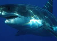 Λευκός καρχαρίας: Το γονιδίωμά του κρύβει μυστικά για την καταπολέμηση του καρκίνου