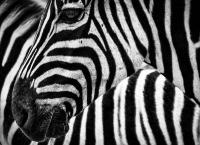 Ζέβρες ρίγες: Η επιστήμη αποφάνθηκε – Αυτός είναι ο λόγος που τις έχουν