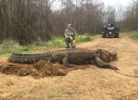 ΗΠΑ: Εντοπίστηκε αλιγάτορας 320 κιλών – Μέσα σε χαντάκι (pic&vid)