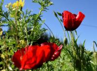 Ο καιρός τη Μεγάλη Εβδομάδα – Πότε αναμένονται βροχές