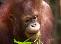 Ινδονησία: Τουρίστας συνελήφθη με έναν ουραγκοτάγκο ναρκωμένο μέσα στη βαλίτσα του