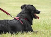 Πέθανε η Λάρα: Ο πρώτος σκύλος οδηγός τυφλών στην Ελλάδα