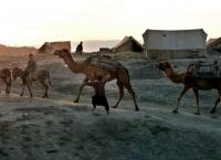 Καθαρά Δευτέρα: Το έθιμο της Καμήλας στα Χανιά