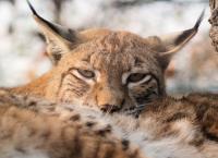 Ρουμανία: Διασυνοριακή συνεργασία με Κροατία και Σλοβενία για την προστασία σπάνιων αιλουροειδών