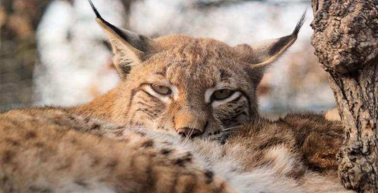 Ρουμανία: Διασυνοριακή συνεργασία με Κροατία και Σλοβενία για την προστασία σπάνιων αιλουροειδών