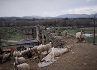 Κρήτη: Ξύλο μεταξύ κτηνοτρόφων για τα ζωντανά τους – Ένας τραυματίας