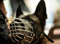 Κίνα σκύλος: Κλωνοποίησαν τη «Σέρλοκ Χολμς των αστυνομικών σκύλων»