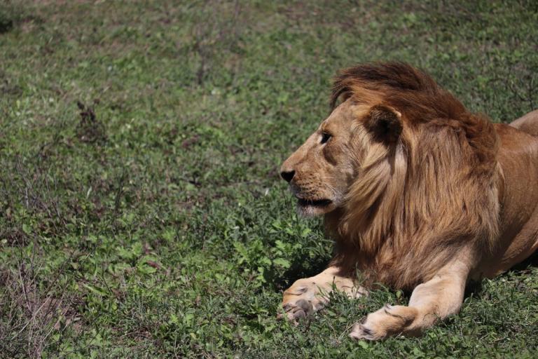 Τσεχία: Τον κατασπάραξε λιοντάρι που κρατούσε στην αυλή του (pics)