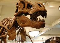 Εικονική πραγματικότητα: Ο Τυραννόσαυρος Ρεξ “ζωντανεύει” στο Μουσείο Φυσικής Ιστορίας