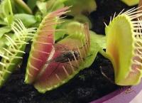 Viral: Σαρκοφάγο φυτό “καταβροχθίζει” μύγα (vid)