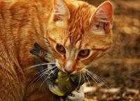 Αυστραλία: Ο λόγος που το κράτος θέλει να σκοτώσει δύο εκατομμύρια γάτες