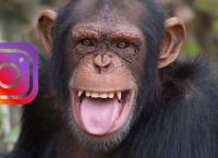 Instagram: Ένας χιμπατζής τσεκάρει το γνωστό Social media (vid)