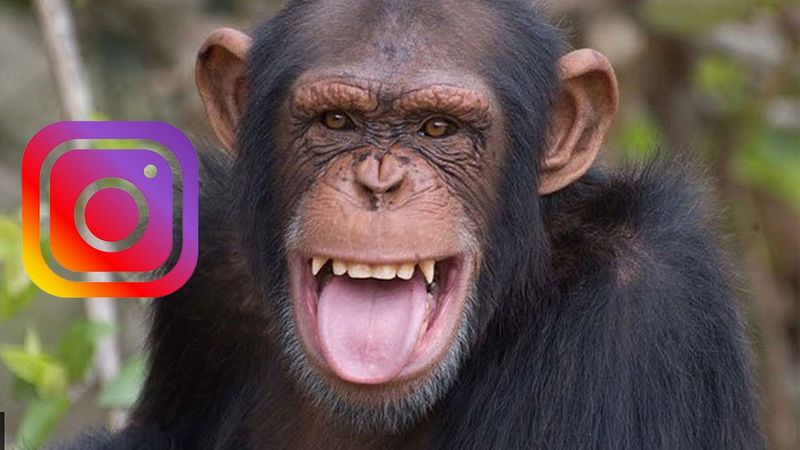 Instagram: Ένας χιμπατζής τσεκάρει το γνωστό Social media (vid)