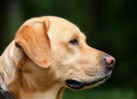 Άγχος: To πανεπιστήμιο του Middlesex προσέλαβε πέντε Λαμπραντόρ για την καταπολέμηση του στρες