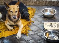 Παγκόσμια Ημέρα Αδέσποτων Ζώων: Ειδική δράση από το Ενωμένο Μαρούσι για την 4η Απριλίου