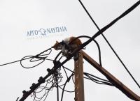Άργος: Μια γάτα η αφορμή για να στηθεί ολόκληρη επιχείρηση από την Πυροσβεστική (vid)