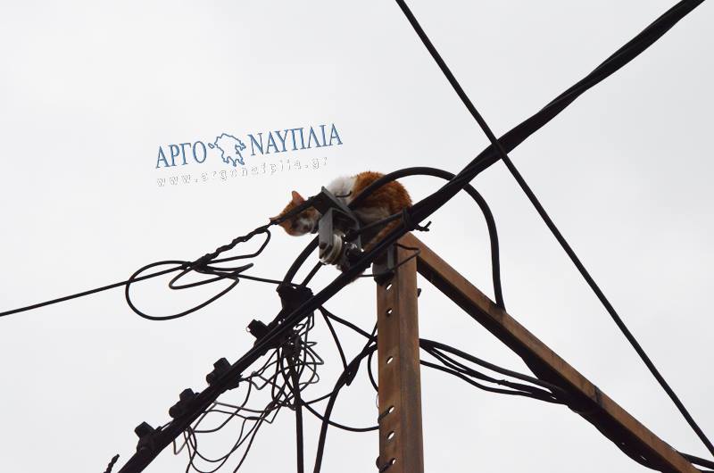 Άργος: Μια γάτα η αφορμή για να στηθεί ολόκληρη επιχείρηση από την Πυροσβεστική (vid)