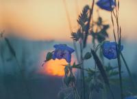 Τροποποιημένα φυτά: Μεγαλώνουν γρηγορότερα με λιγότερο νερό