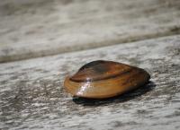 Η αχιβάδα και το αλάτι: Το βίντεο που έκανε εκατομμύρια προβολές σε χρόνο ρεκόρ [vid]