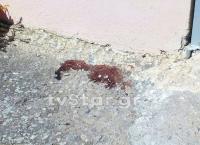 Θήβα: Χαροπαλεύει το 8χρονο κοριτσάκι – Παραμένει στη ΜΕΘ (pics)