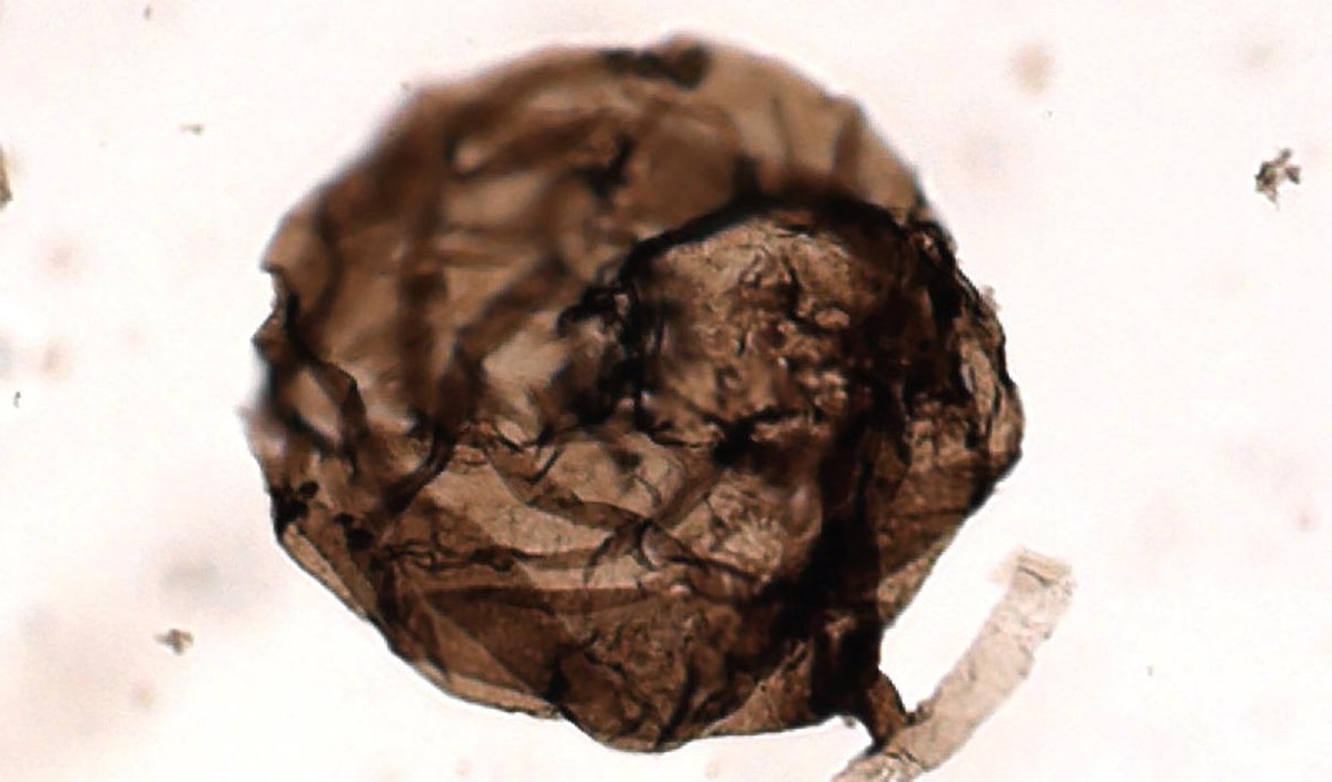 Καναδάς: Ανακαλύφθηκε το αρχαιότερο απολίθωμα μύκητα