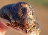 Φίδι με τρία μάτια βρέθηκε σε αυτοκινητόδρομο στην Αυστραλία (pics&vid)