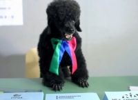 Ευρωκλογές 2019: Στο νέο προεκλογικό σποτ των ΑΝΕΛ ο Thanassis δαγκώνει (vid)