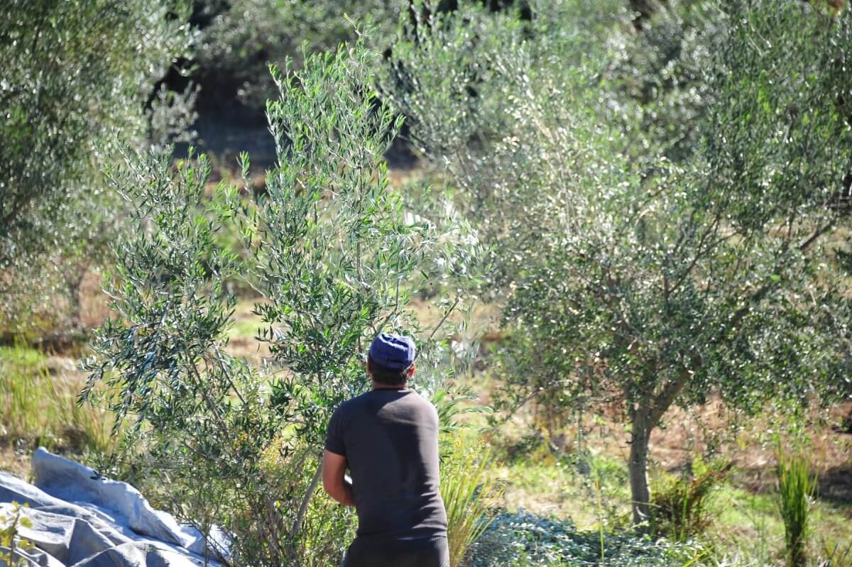 Έγγραφα για ελιές: Τι χρειάζομαι κατά τη διάρκεια του lockdown
