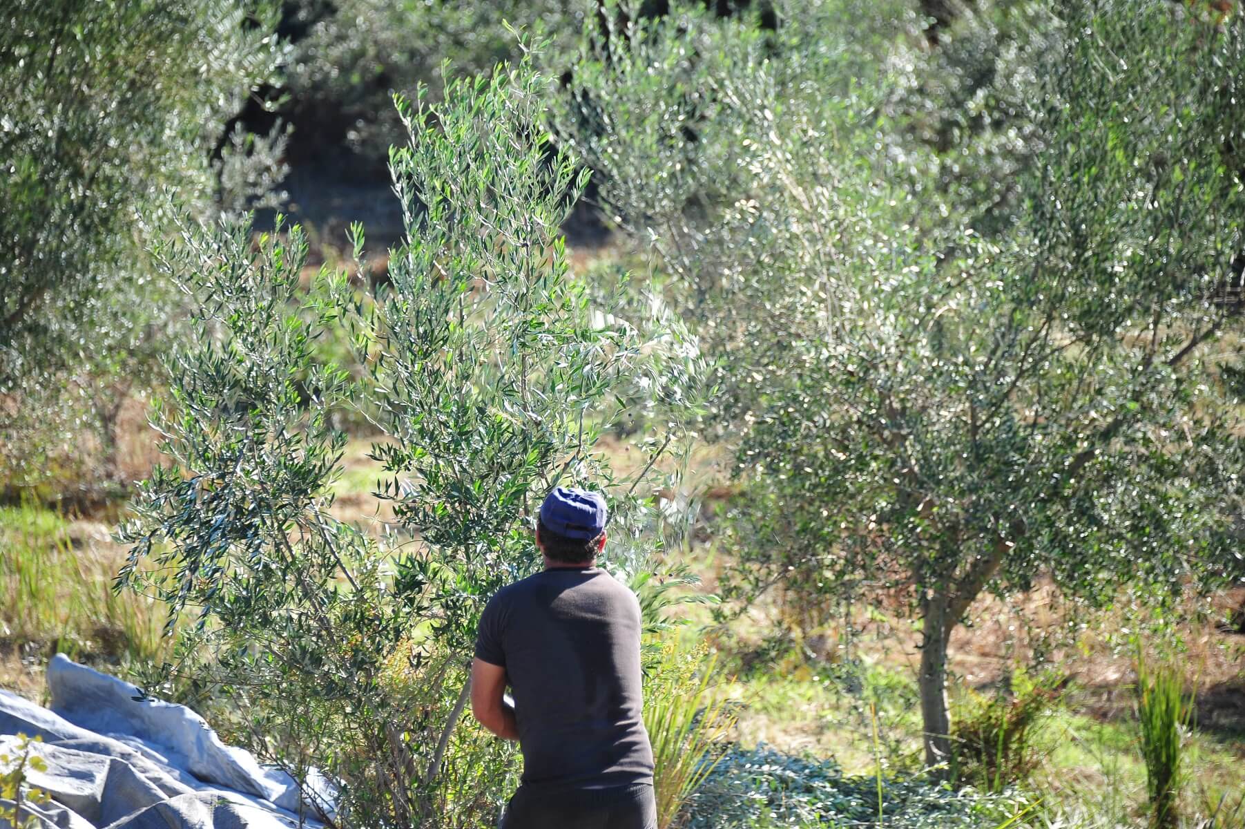 Έγγραφα για ελιές: Τι χρειάζομαι κατά τη διάρκεια του lockdown