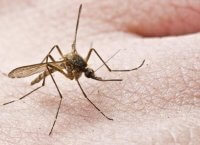 Ιός Δυτικού Νείλου: Πέντε οι νεκροί στις Σέρρες