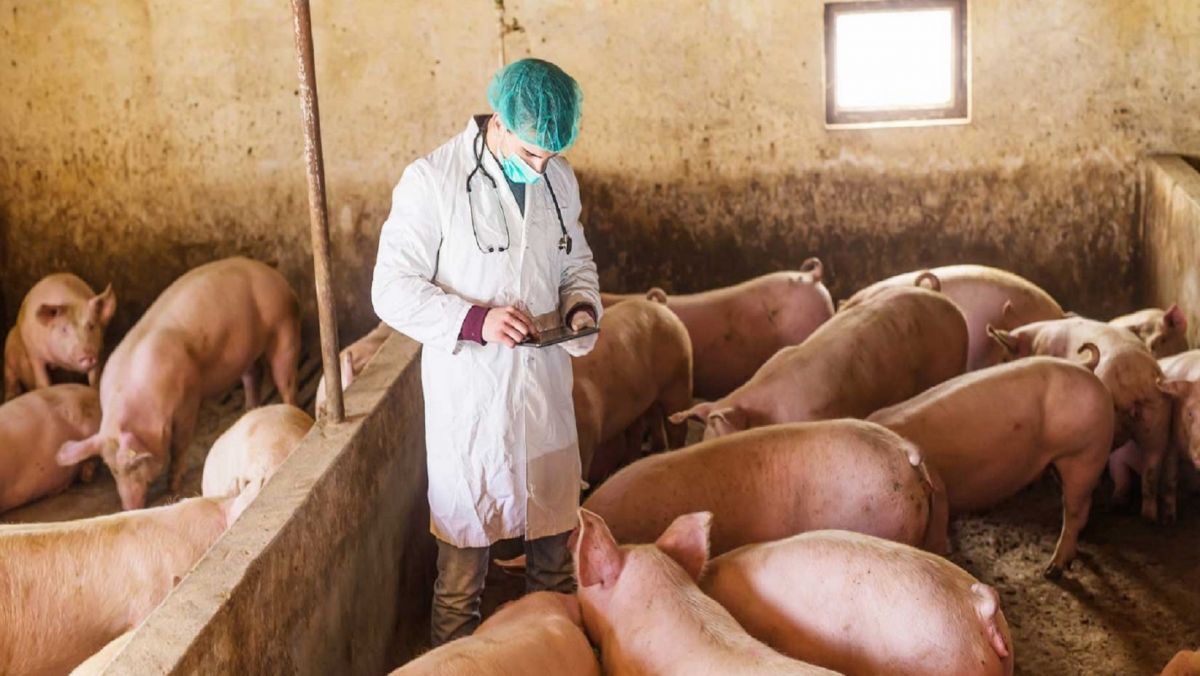 Αφρικανική πανώλη: Η Ελλάδα “μπλόκαρε” την εισαγωγή χοιρινού από τη Βουλγαρία