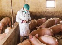 Αφρικανική πανώλη: Η Ελλάδα “μπλόκαρε” την εισαγωγή χοιρινού από τη Βουλγαρία