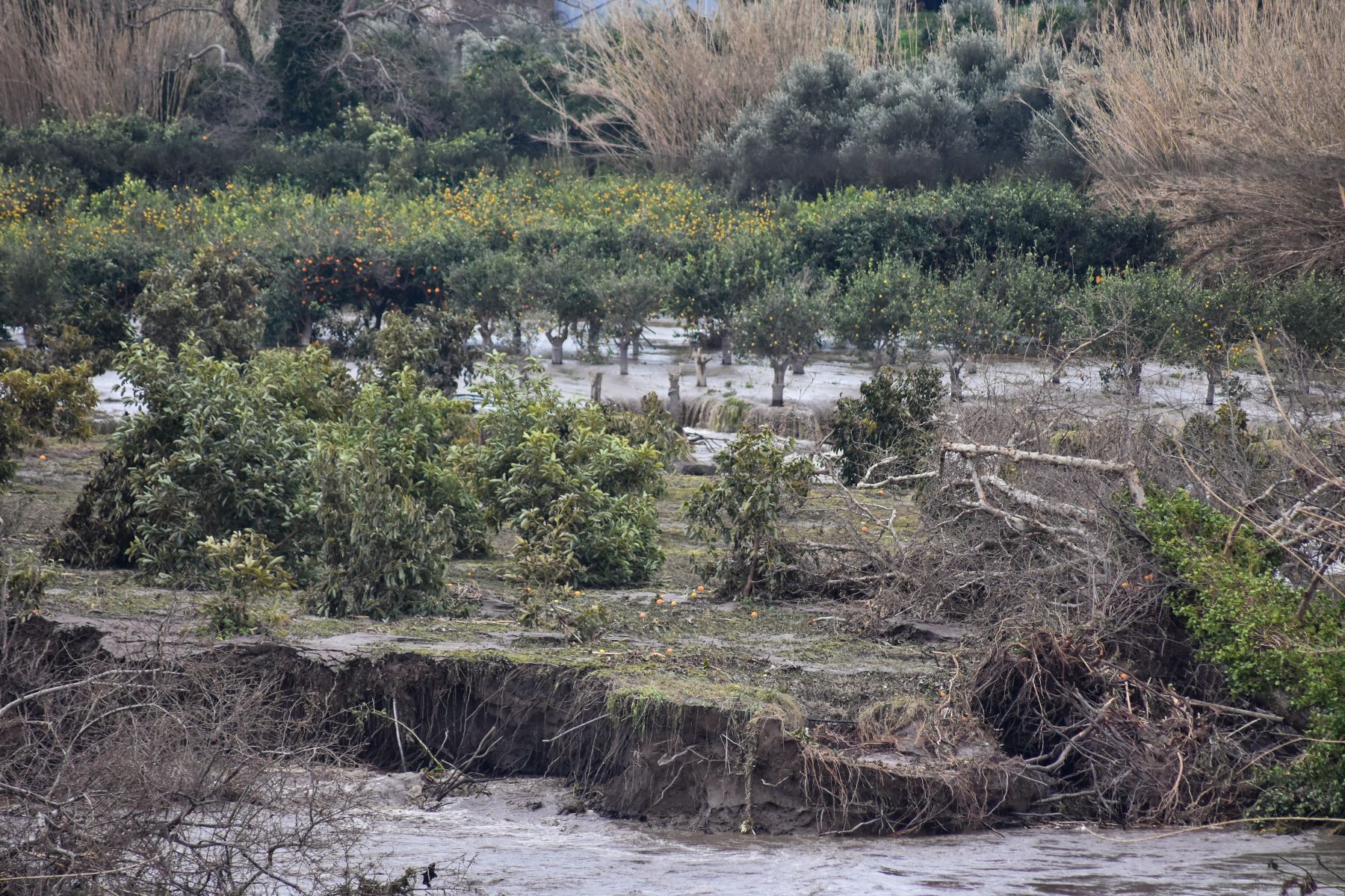 Θεσσαλία: Ξεριζώθηκαν δέντρα και καλλιέργειες από τα έντονα καιρικά φαινόμενα (pics&vid)