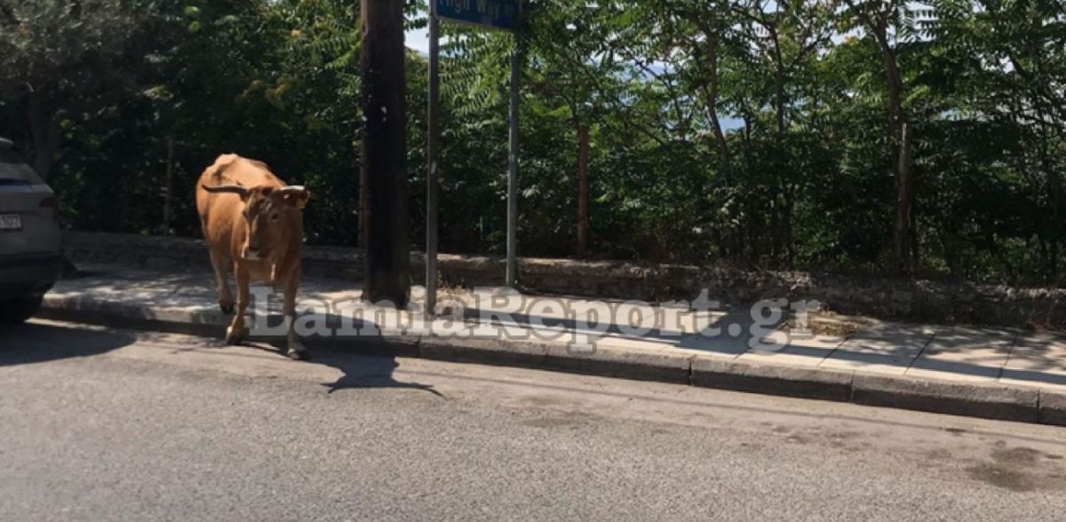 Λαμία: Ταύρος έκανε βόλτες ελεύθερος στην πόλη (pics&vids)
