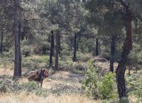 Θεσσαλονίκη: Απαγόρευση κυκλοφορίας στο Σέιχ Σου λόγω κινδύνου πυρκαγιάς