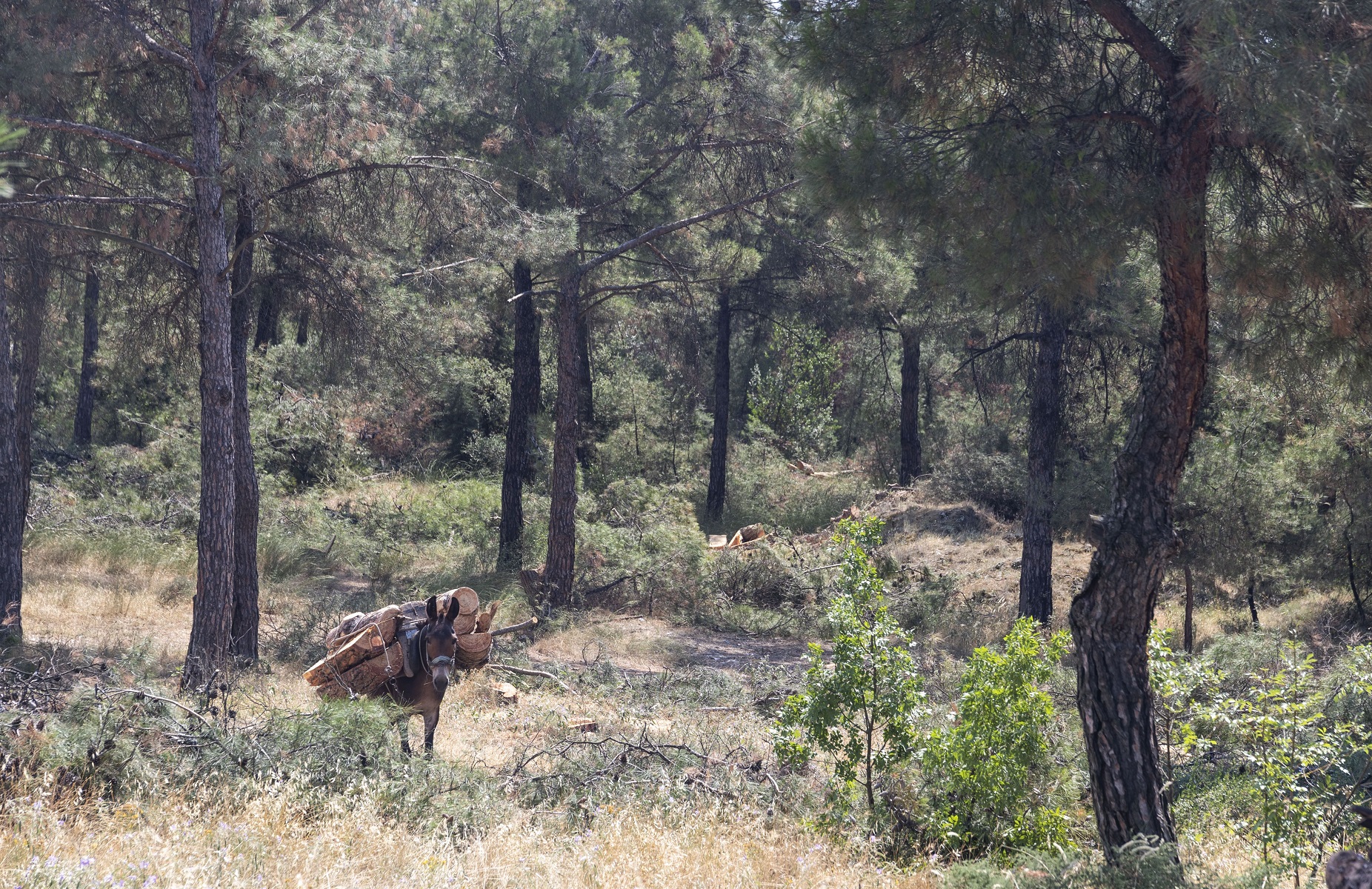 Θεσσαλονίκη: Απαγόρευση κυκλοφορίας στο Σέιχ Σου λόγω κινδύνου πυρκαγιάς