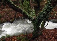 Φωτιά Εύβοια: Ποιο είναι το Δάσος Στενής Natura που καταστρέφεται από τις φλόγες (pics)