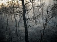 Φωτιές: Διπλάσιες οι πυρκαγιές φέτος στην Ελλάδα – Το προφίλ των εμπρηστών