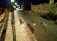 Κρήτη: Σκότωσαν γάτες και τις έβαλαν στην σειρά