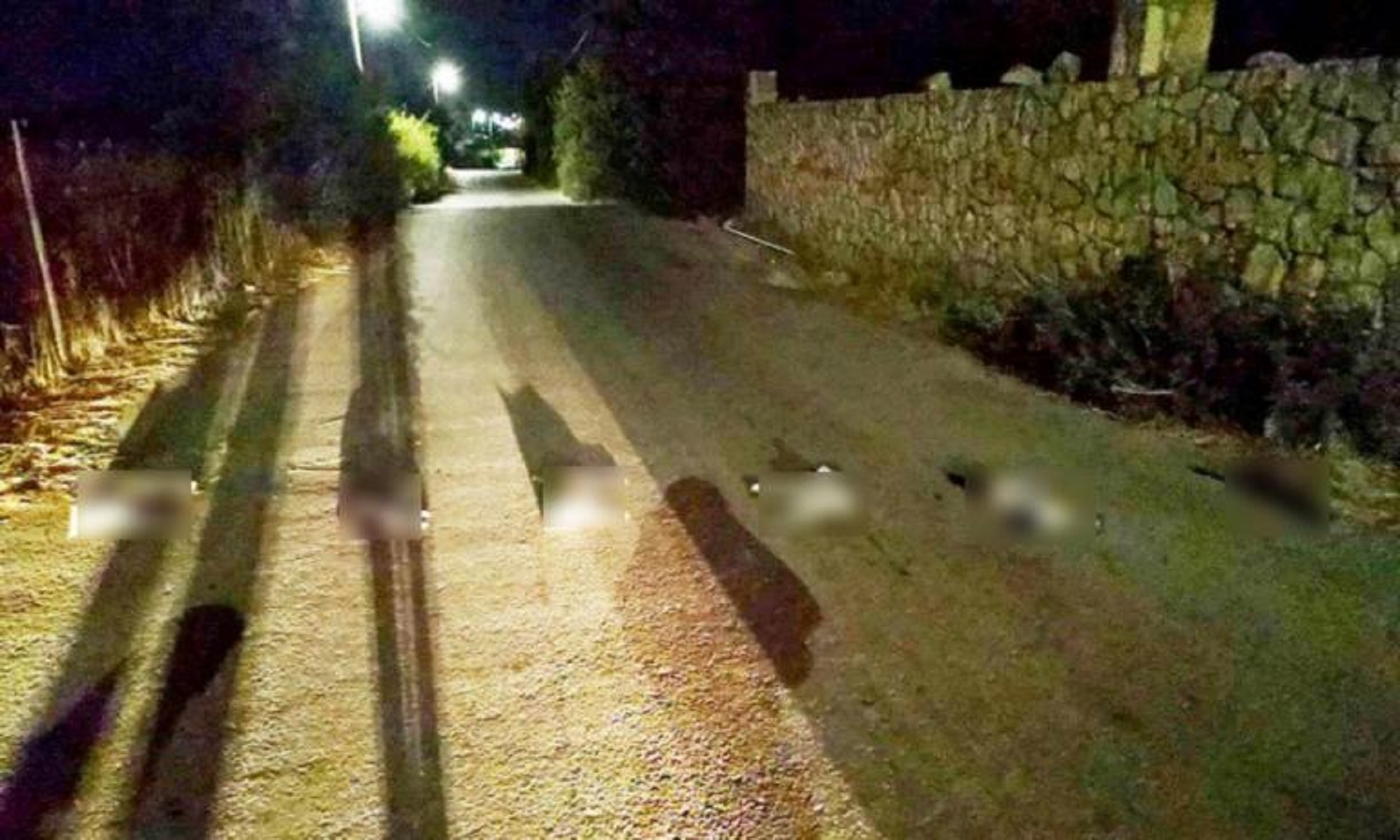 Κρήτη: Σκότωσαν γάτες και τις έβαλαν στην σειρά