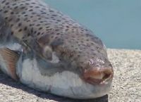 Λαγοκέφαλος: Δάγκωσε 16χρονο που έκανε μπάνιο στη Σητεία – Ανησυχία στην Κρήτη