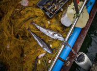 Λαγοκέφαλος: Το επικίνδυνο ψάρι έκανε ξανά την εμφάνισή του σε ελληνικές παραλίες (vid)