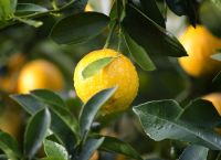 Τι θα γίνει εάν βάλετε ένα λεμόνι δίπλα από το κρεβάτι σας [vid]