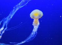 Τσούχτρες: Σε αυτές τις ελληνικές παραλίες έχουν κάνει την εμφάνισή τους