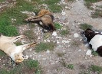 Φλώρινα: Μαζική δηλητηρίαση 26 σκύλων από φόλες