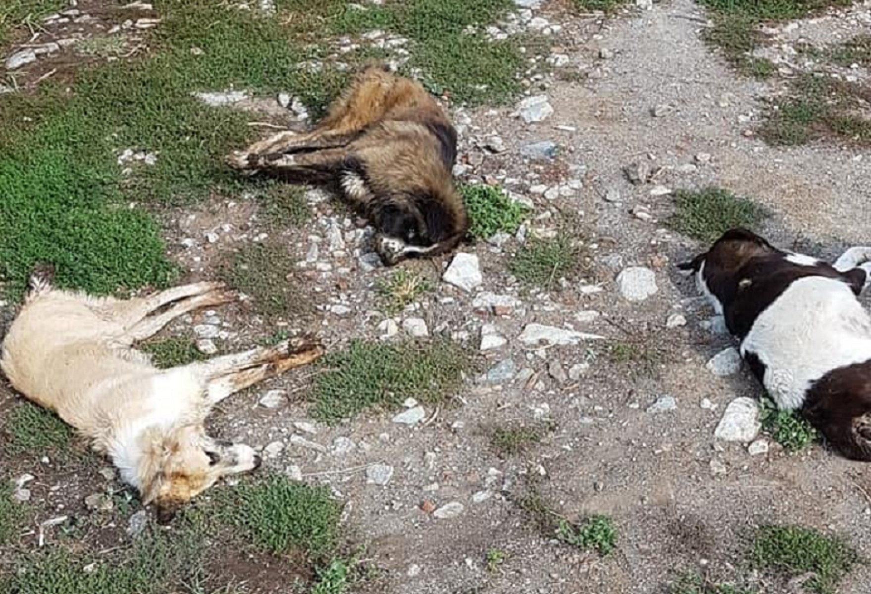 Φλώρινα: Μαζική δηλητηρίαση 26 σκύλων από φόλες