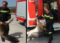 Χανιά: Γύπας συγκρούστηκε με λεωφορείο (pics+vid)